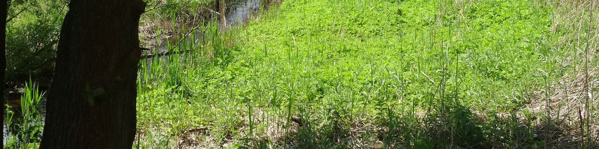 Bildtitel: Zufluss zum PfefferflieĂ FotoNummer: 5290 Bundesland: Brandenburg Schutzgebiet 1: Naturpark(NP) "Nuthe-Nieplitz" Gebiets-Nummer: 3844-701 Schutzgebiet 2: Landschaftsschutzgebiet(LSG) "Nuthetal-Beelitzer Sander" Gebiets-Nummer: 3744-601 Ortsangabe: Zufluss zum PfefferflieĂ an der StraĂenbrĂŒcke L73 zwischen Hennickendorf und Dobbrikow