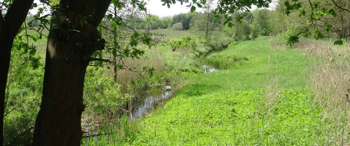 A lush green field with a small stream and trees in the background.
