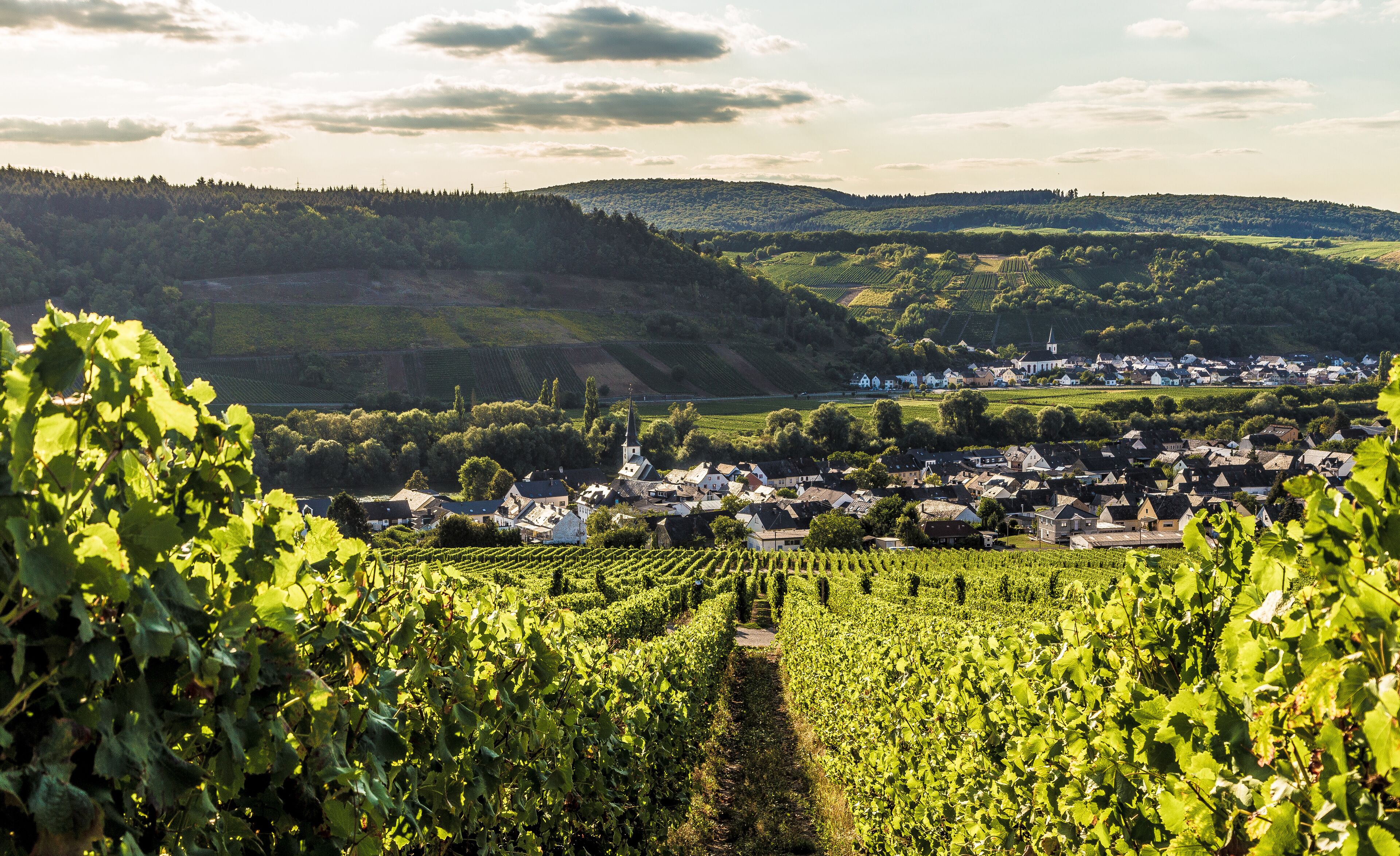 A vineyard with rows of grapevines, a town with houses and a church, and rolling hills in the background.