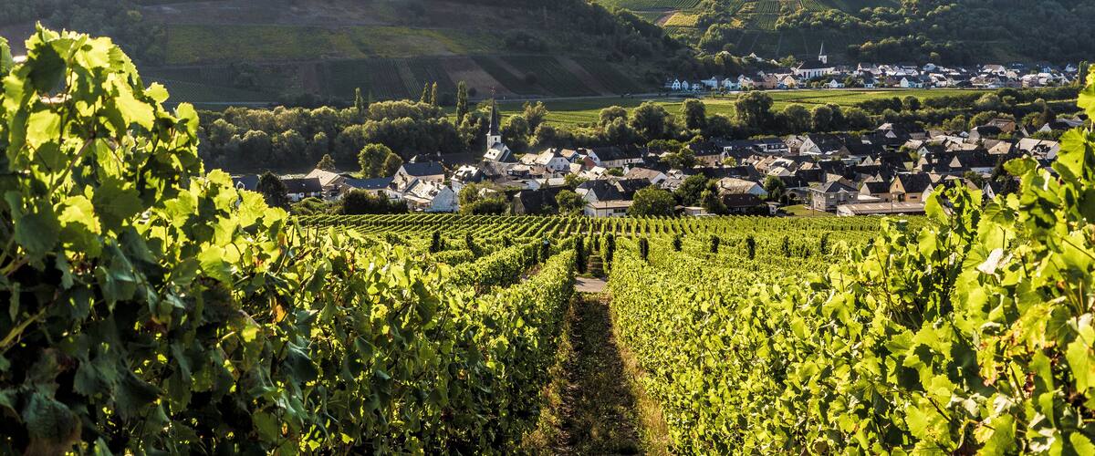 A vineyard with rows of grapevines, a town with houses and a church, and rolling hills in the background.