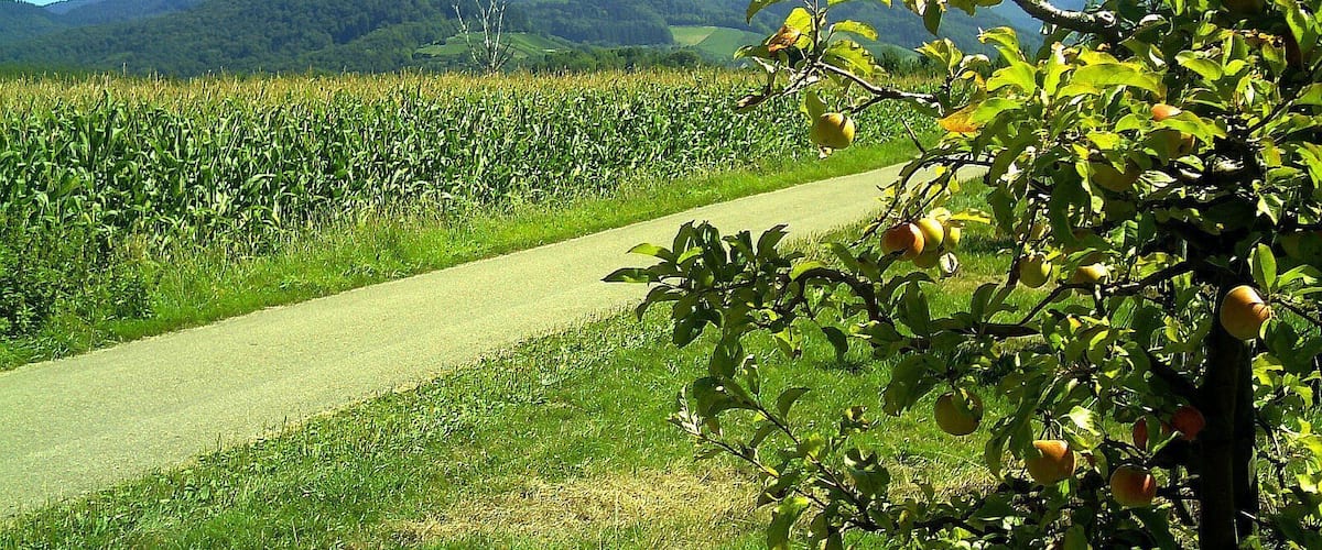 September apples in Denzlingen