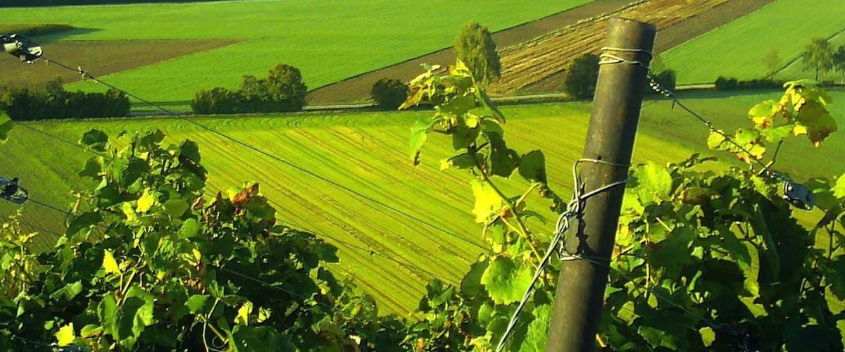 September Golden Morning Sun Heuweiler Town - Master Mythos Black Forest Photography 2014 Weinlese