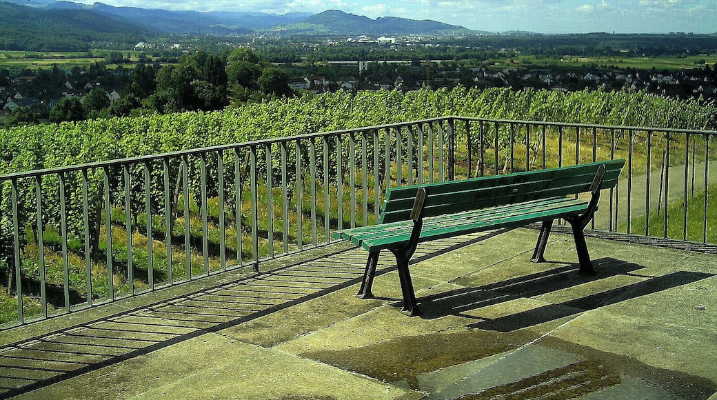 Weinreben in Denzlingen