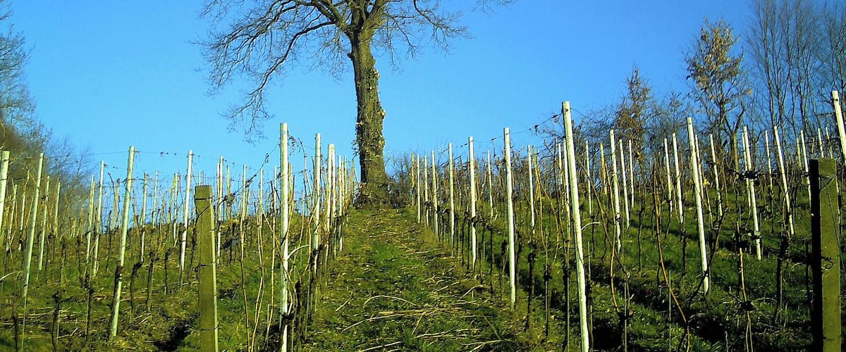 March Frühling Denzlingen Panorama Wege