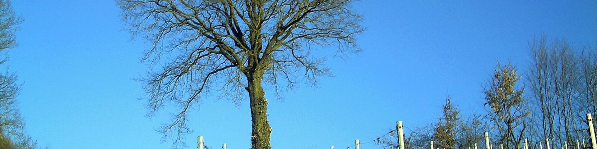 March FrĂŒhling Denzlingen Panorama Wege