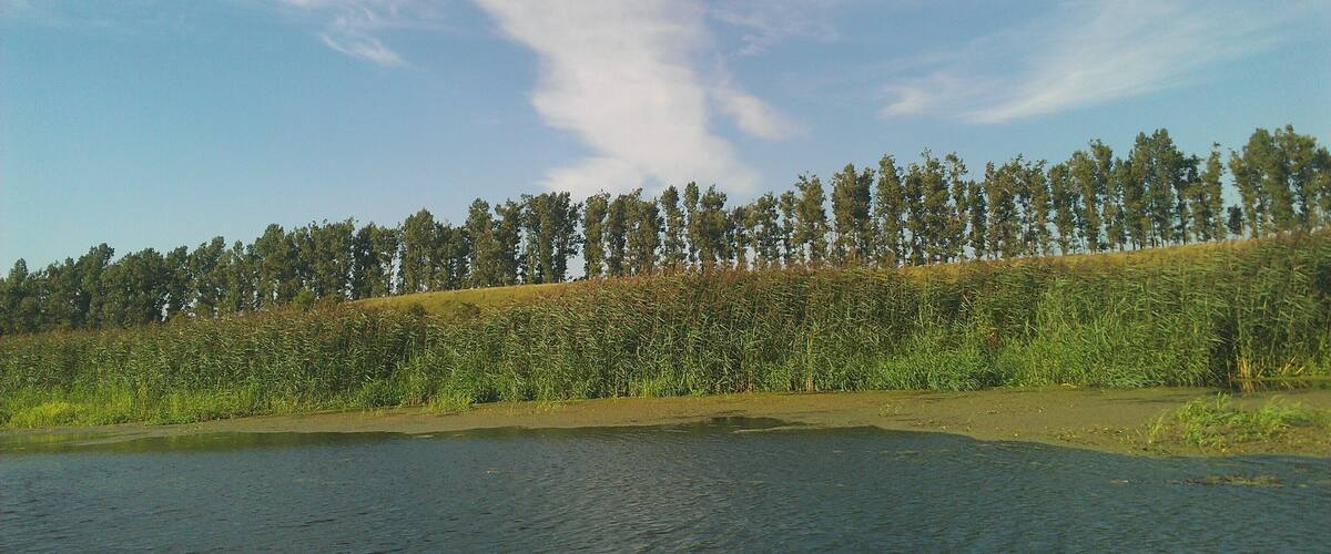 A river with a forested hillside in the background.