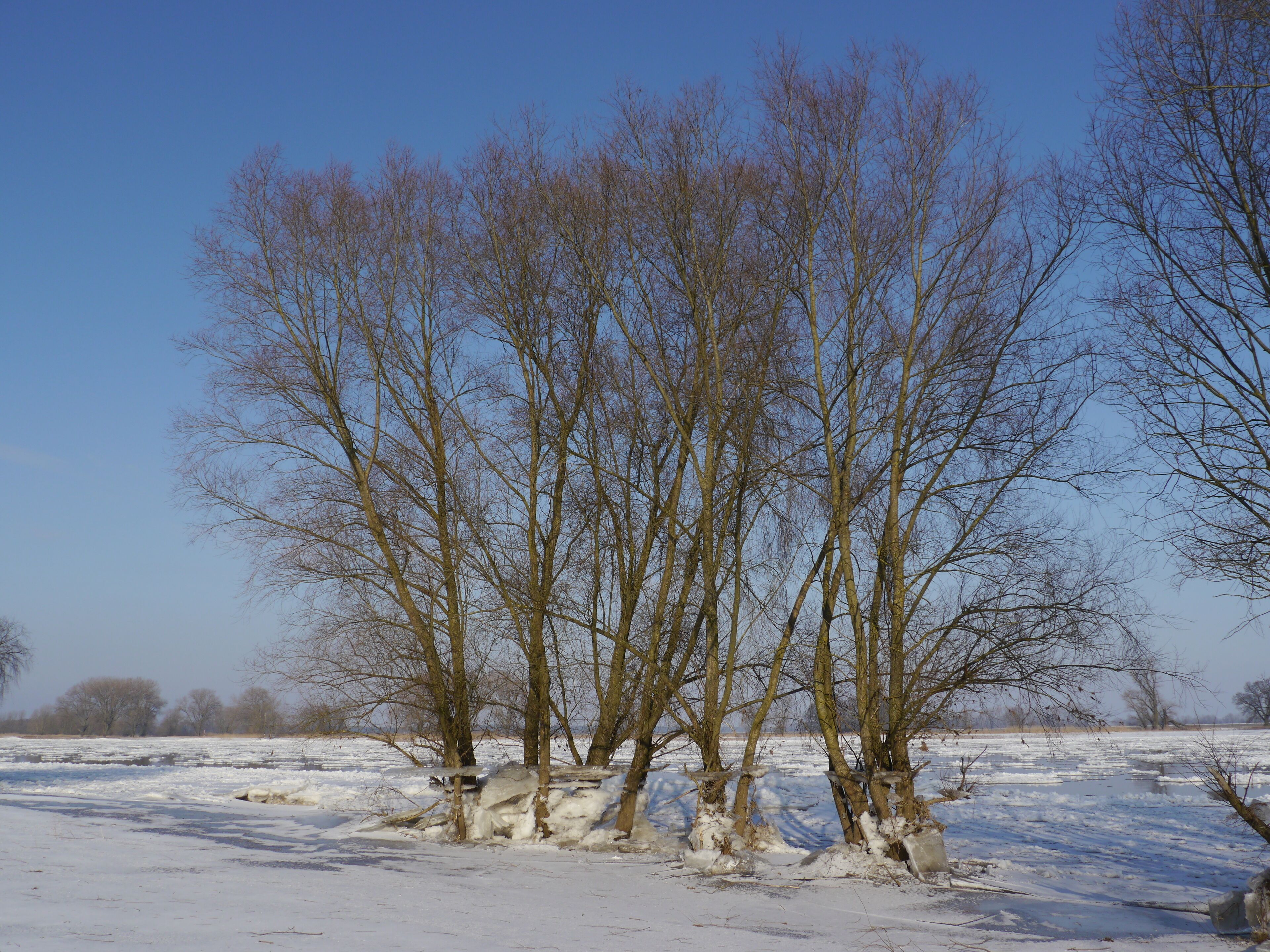 Seit dem ersten Frost bei Elbehochwasser ist der Wasserstand um ca. 1,5 m gefallen
