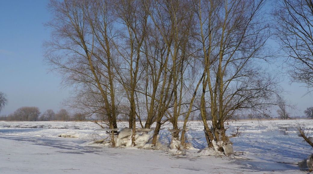 Seit dem ersten Frost bei Elbehochwasser ist der Wasserstand um ca. 1,5 m gefallen