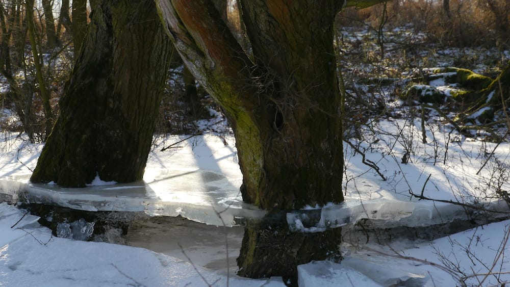 Ein verschneiter Wald mit Bäumen und einem gefrorenen Bach.