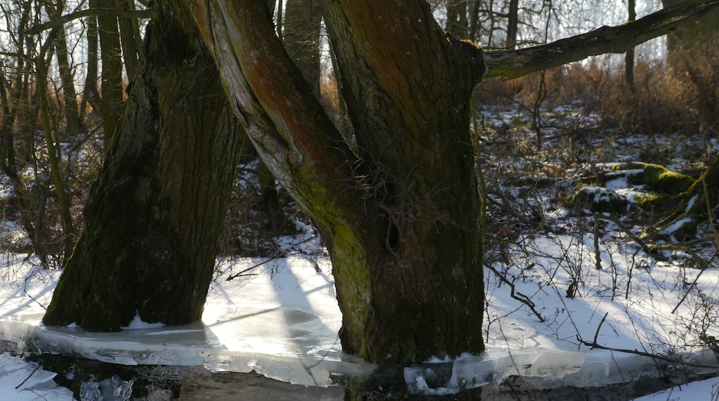 Abgesacktes Eis 2012