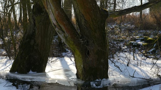 Abgesacktes Eis 2012