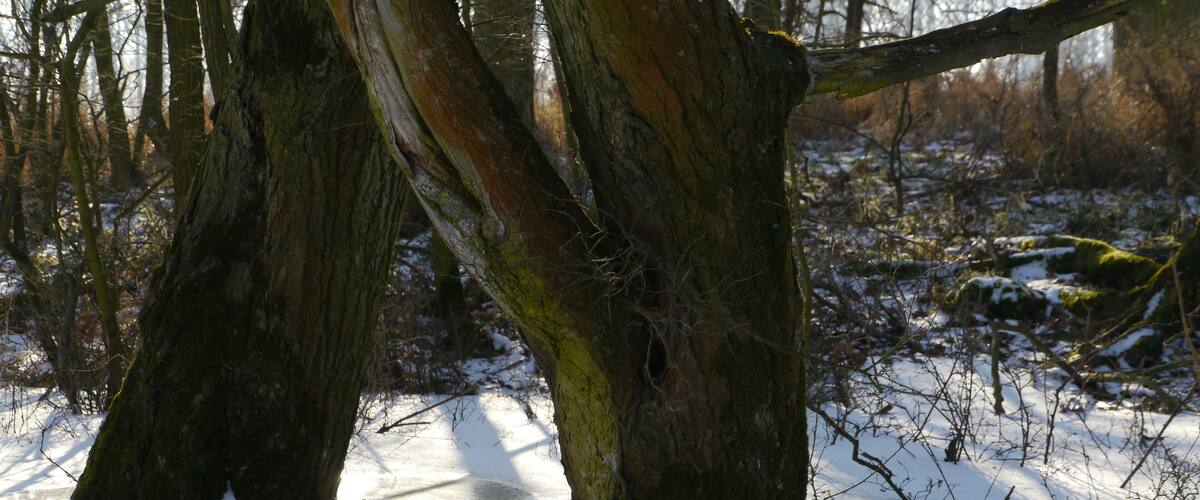 A snowy forest with trees and a frozen stream.