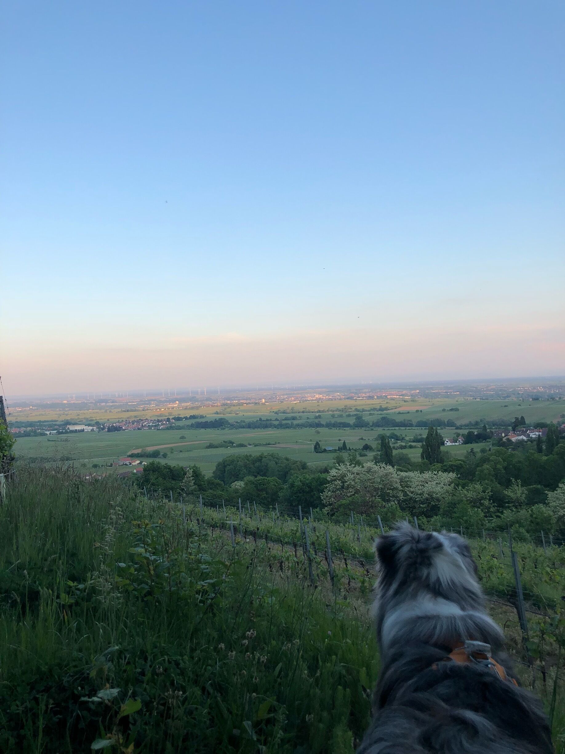 A dog on a leash overlooking a rural landscape with fields, trees, and wind turbines in the distance.
