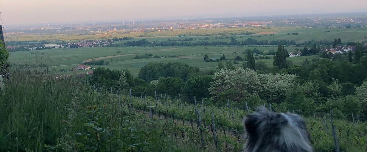 A dog on a leash overlooking a rural landscape with fields, trees, and wind turbines in the distance.