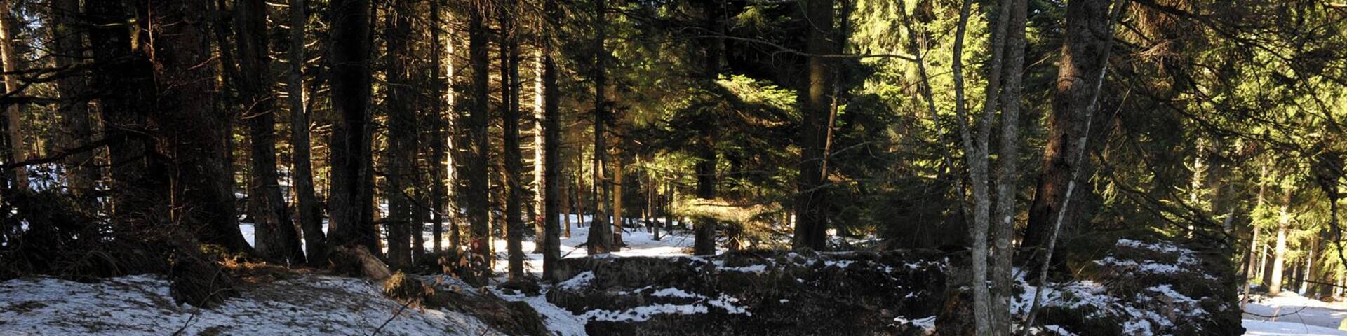 Blasted remains of Hitler's headquarter Tannenberg north of the Alexanderschanze; Baden-Württemberg, Germany.