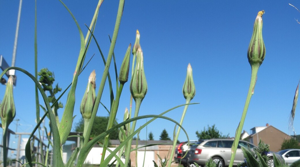 Großer Bocksbart (Tragopogon dubius) in Bruchmühlbach-Miesau