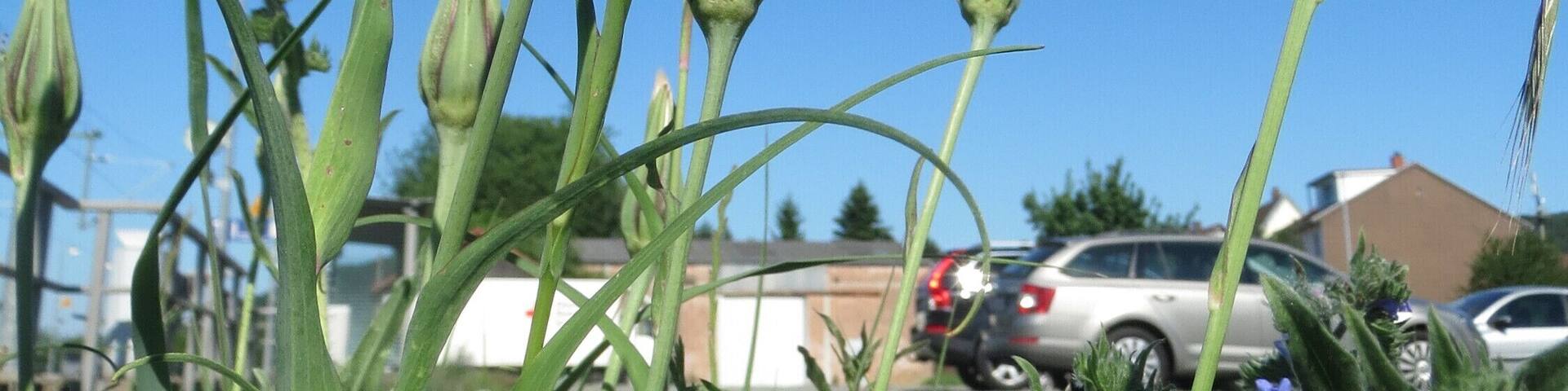 GroĂer Bocksbart (Tragopogon dubius) in BruchmĂŒhlbach-Miesau