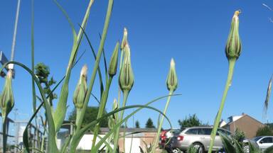 Großer Bocksbart (Tragopogon dubius) in Bruchmühlbach-Miesau
