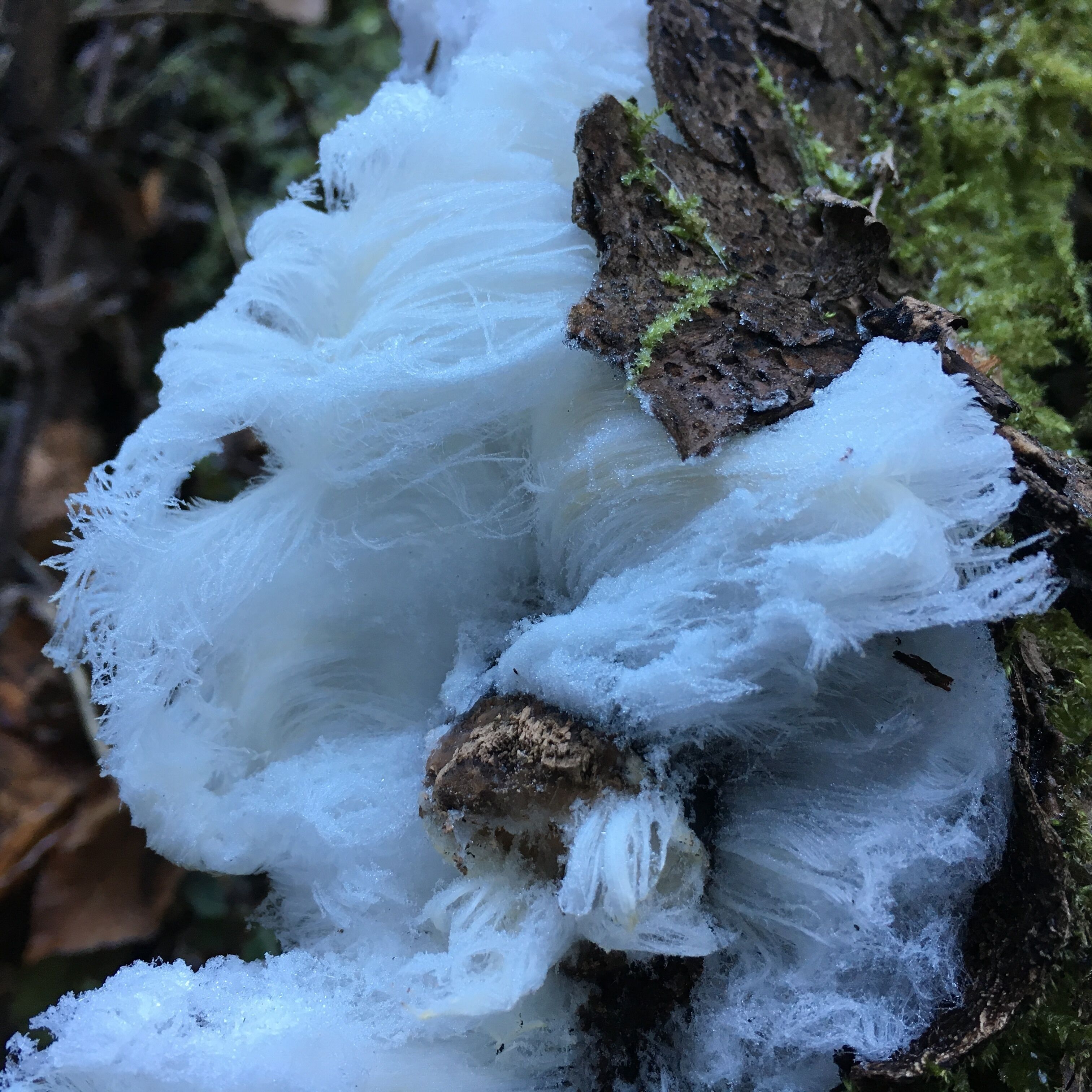 A close-up of a tree with a large icicle hanging from it.
