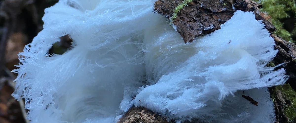 A close-up of a tree with a large icicle hanging from it.