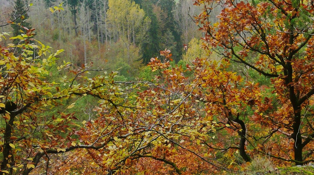 Blick südöstlich von Bringhaussen in Richtung Südosten zum Dicken Kopf