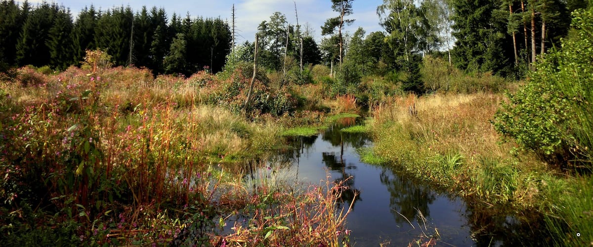 A serene landscape with a small pond surrounded by dense forest and wildflowers.