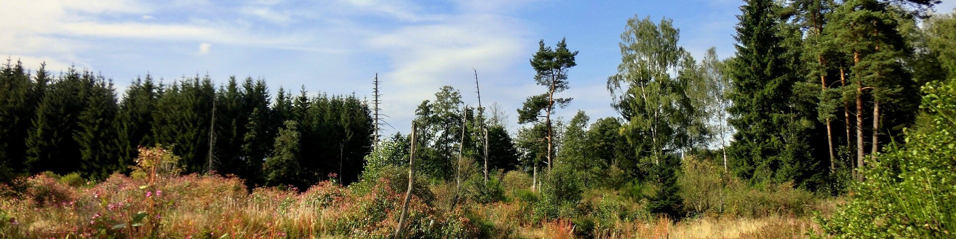 A serene landscape with a small pond surrounded by dense forest and wildflowers.