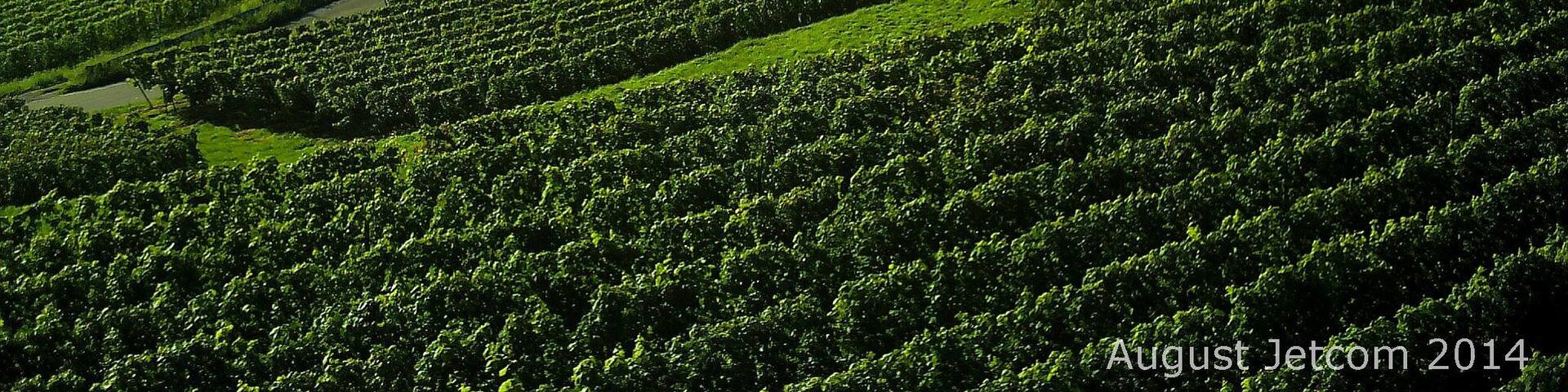 Oberbergen Kaiserstuhl mit Blick auf Schwarzwald