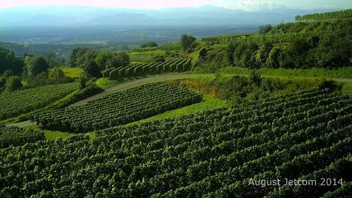 Oberbergen Kaiserstuhl mit Blick auf Schwarzwald