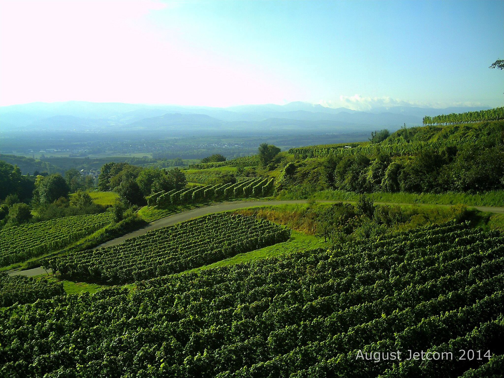 A vineyard landscape with rows of grapevines and a winding road.