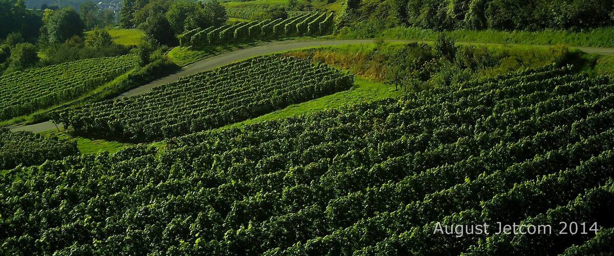 A vineyard landscape with rows of grapevines and a winding road.