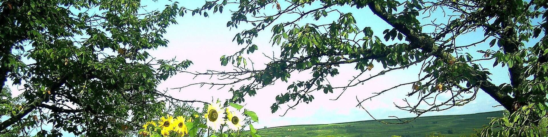 August 2014 Bischoffingen