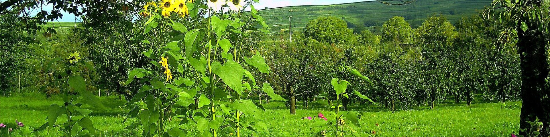 August 2014 Bischoffingen