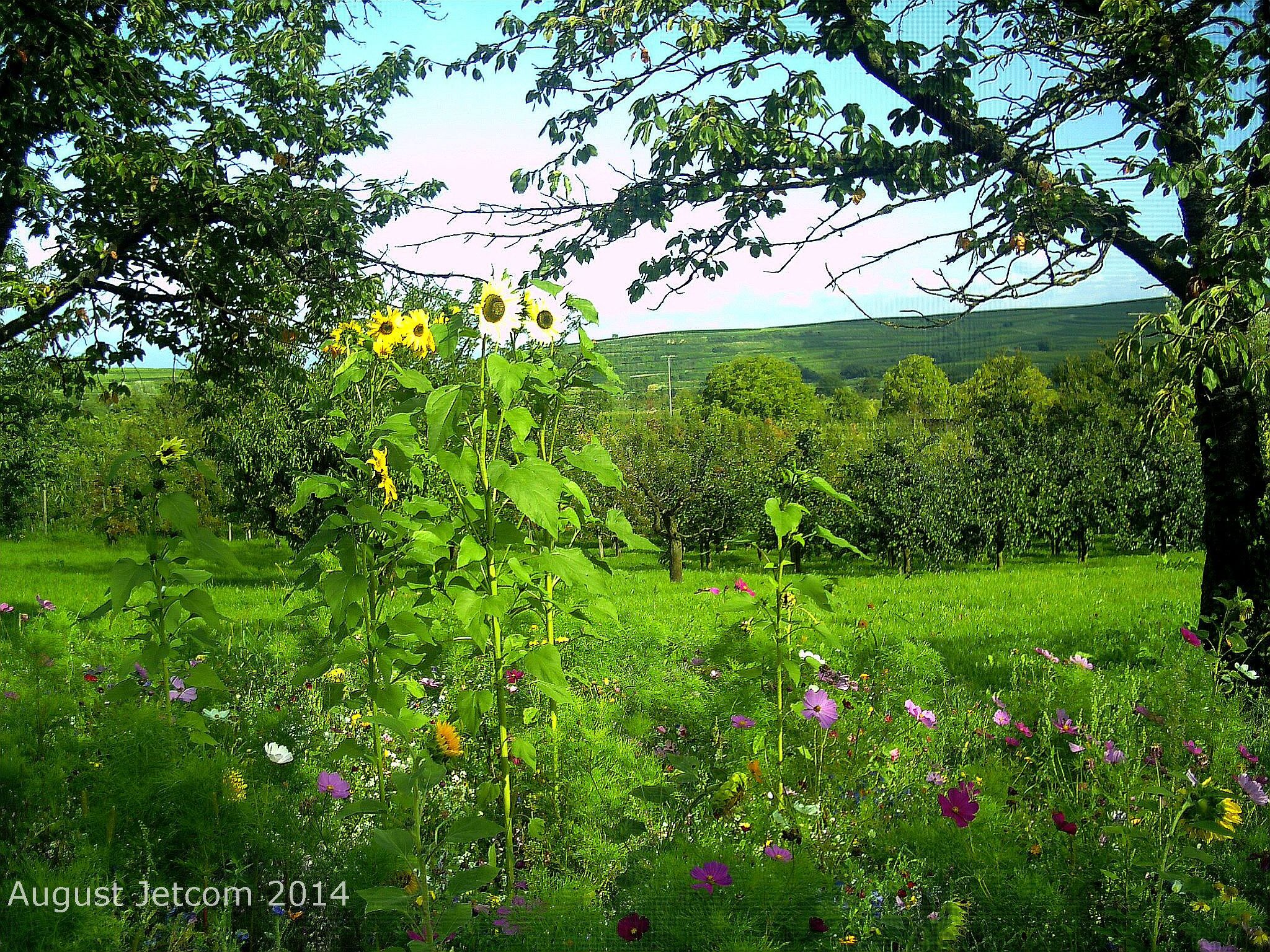 A lush green field with sunflowers and various wildflowers.
