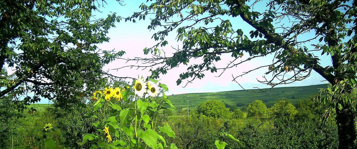 A lush green field with sunflowers and various wildflowers.