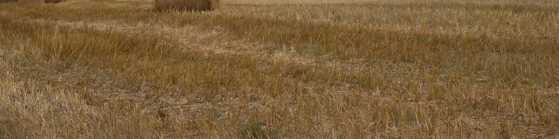 Strohballen nach der Getreideernte bei Niederweidbach in Bischoffen, Hessen