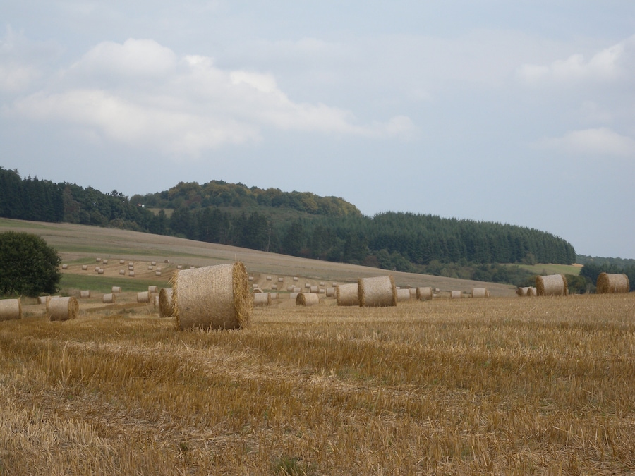 A field with hay bales and a forested hill in the background.