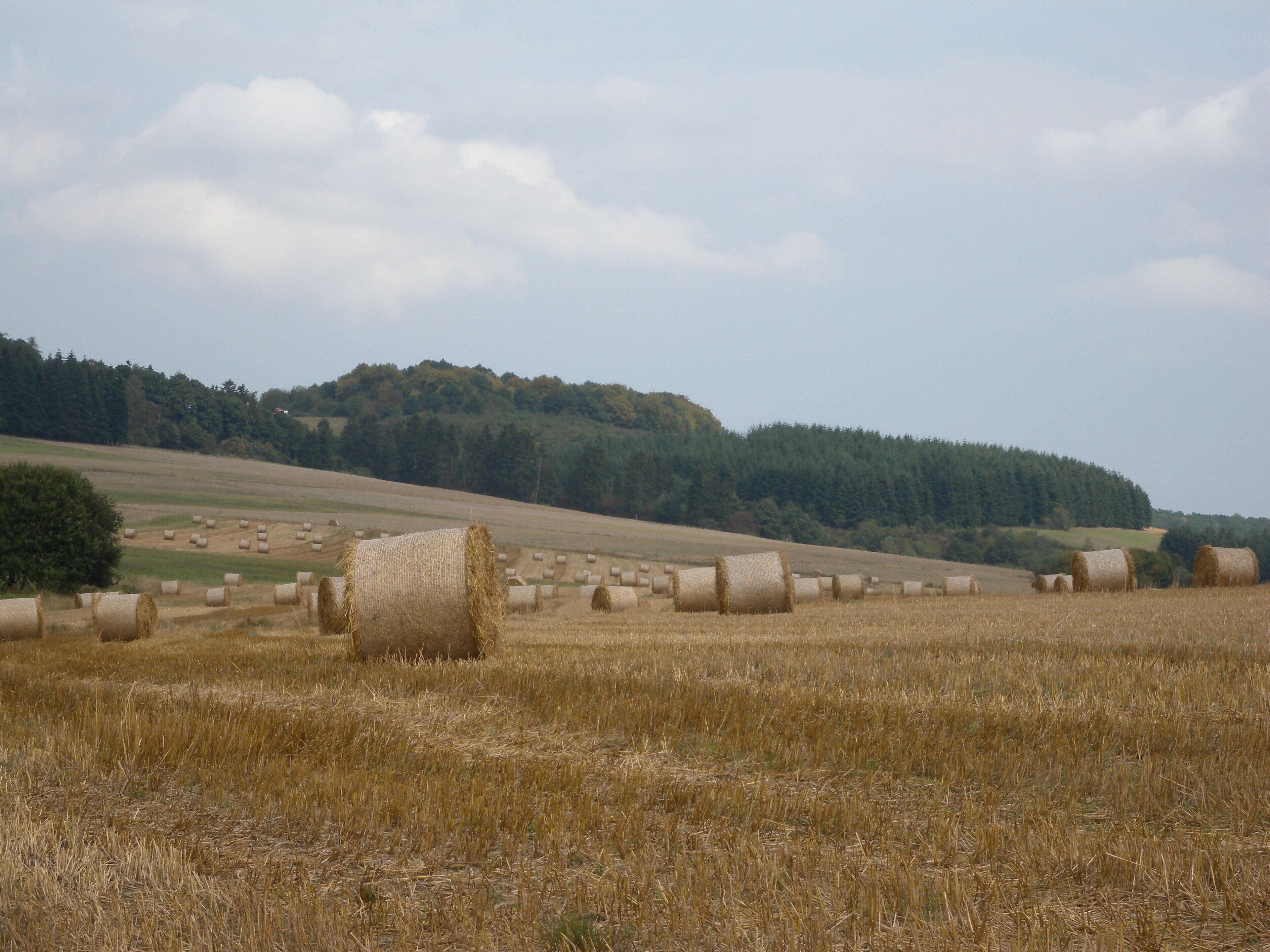A field with hay bales and a forested hill in the background.