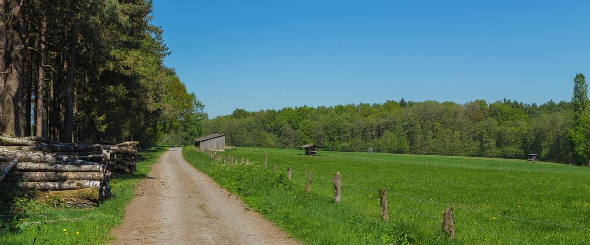 A rural dirt road flanked by a wooden fence and a forest.