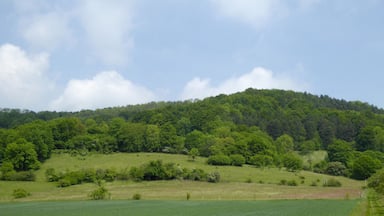 Ein üppiger, grüner Hang mit dichtem Wald und strahlend blauem Himmel.
