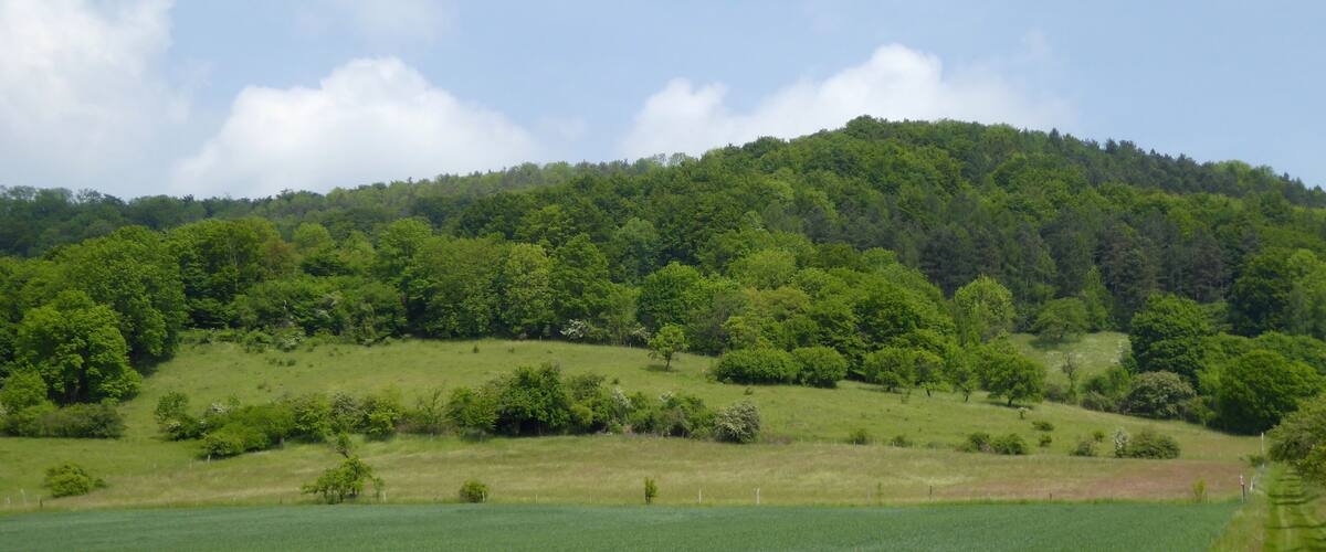 A lush green hillside with a dense forest and a clear blue sky.
