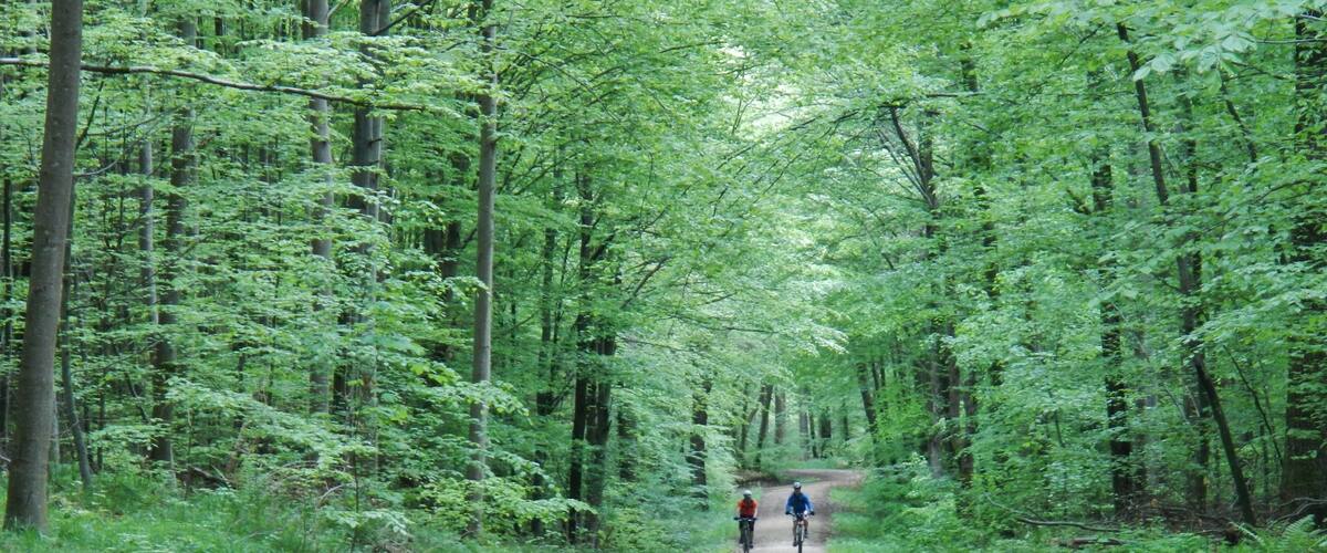 A forested path with two cyclists.