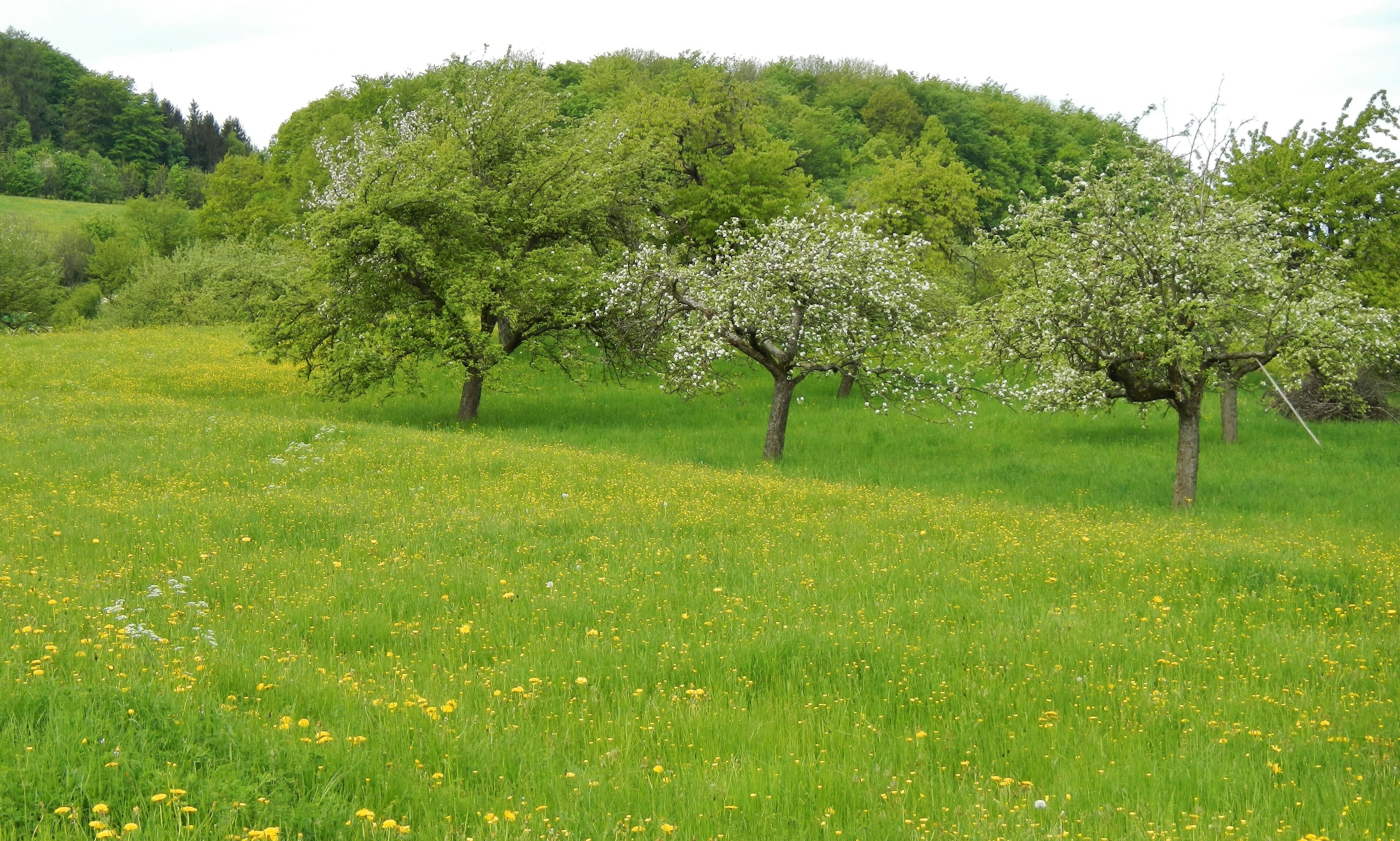 Streuobstwiese