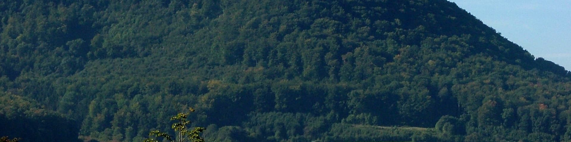 A castle on a hill with dense forest.