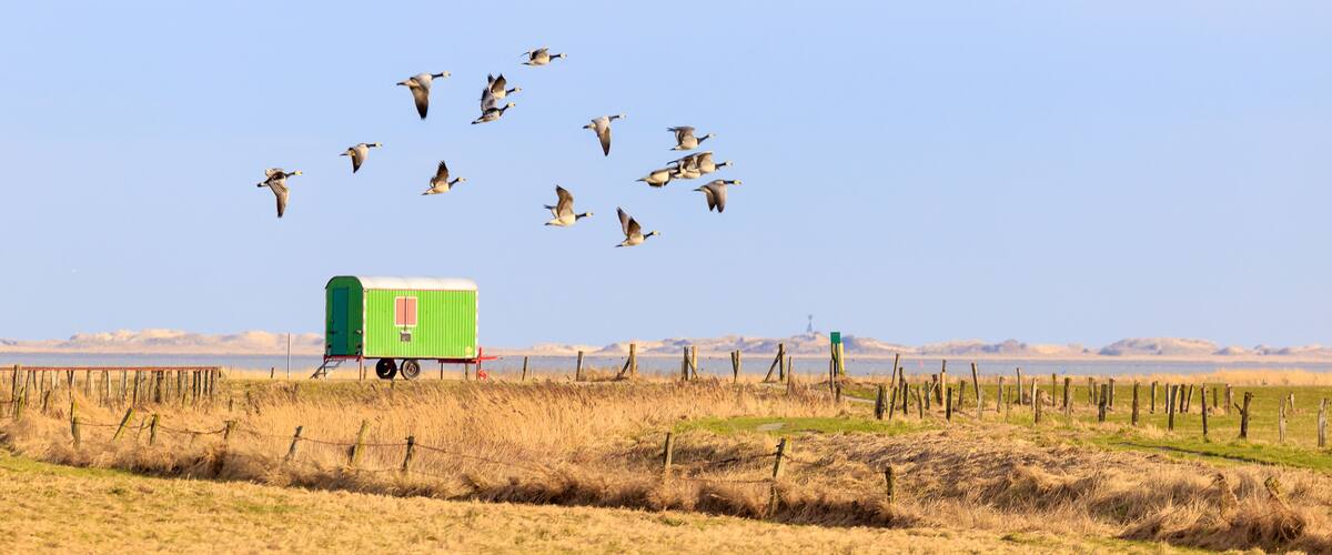 A green trailer on a grassy field with a flock of birds flying overhead.