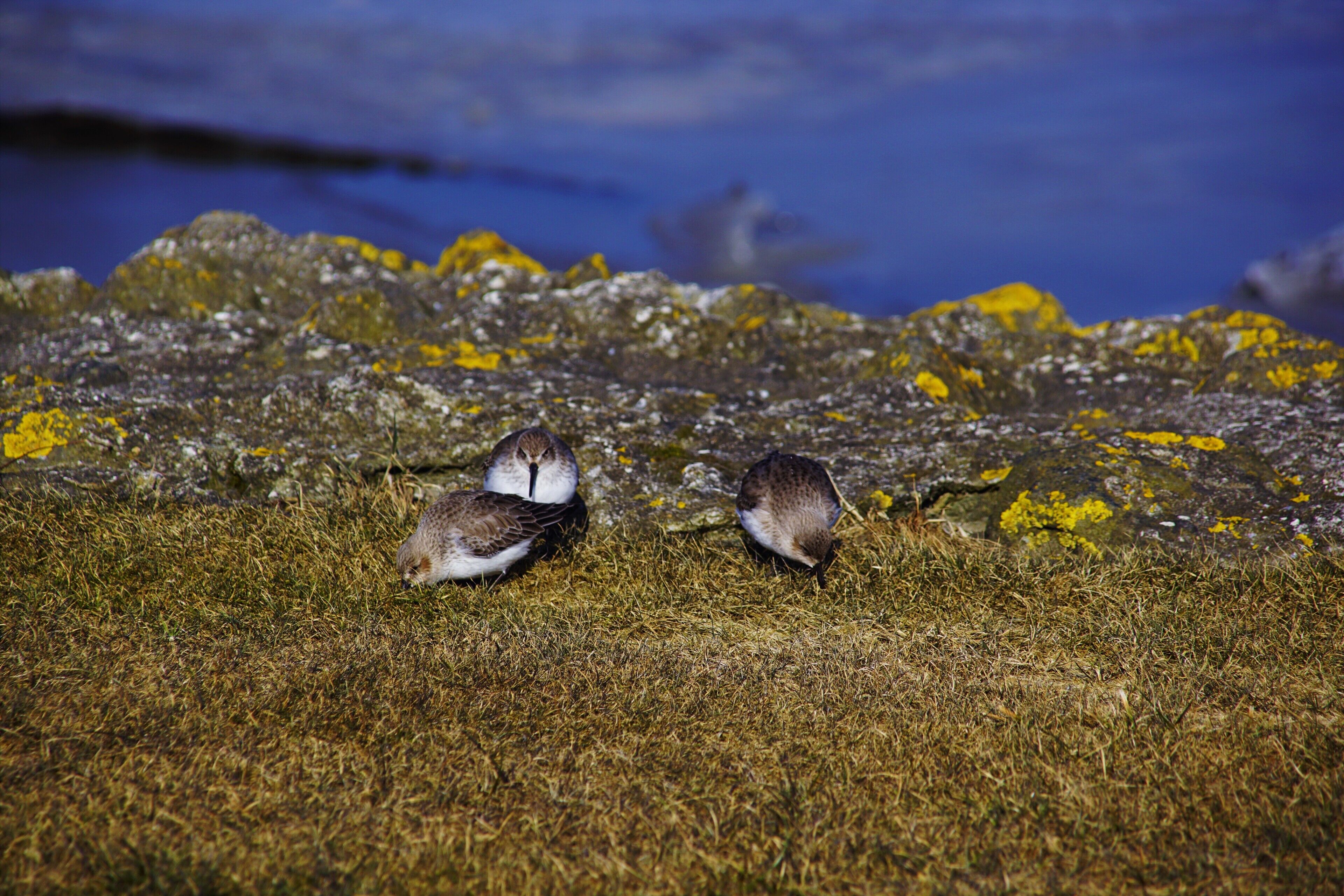 Bei -10 Grad trauen sich doch immer noch Tiere raus auf die freien Flächen.