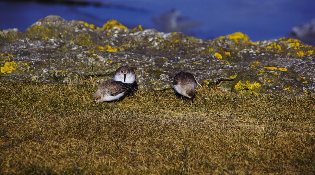 Bei -10 Grad trauen sich doch immer noch Tiere raus auf die freien Flächen.