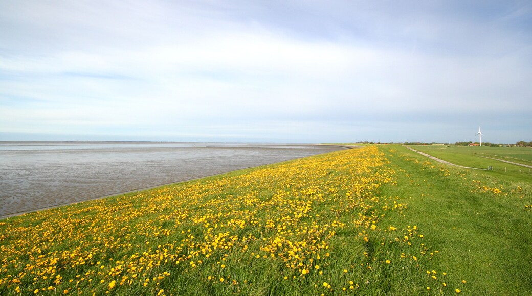 dandelions on dike, mudflat on the left, near bensersiel, germany, Shutterstock ID 153496007, Purchase Order: -