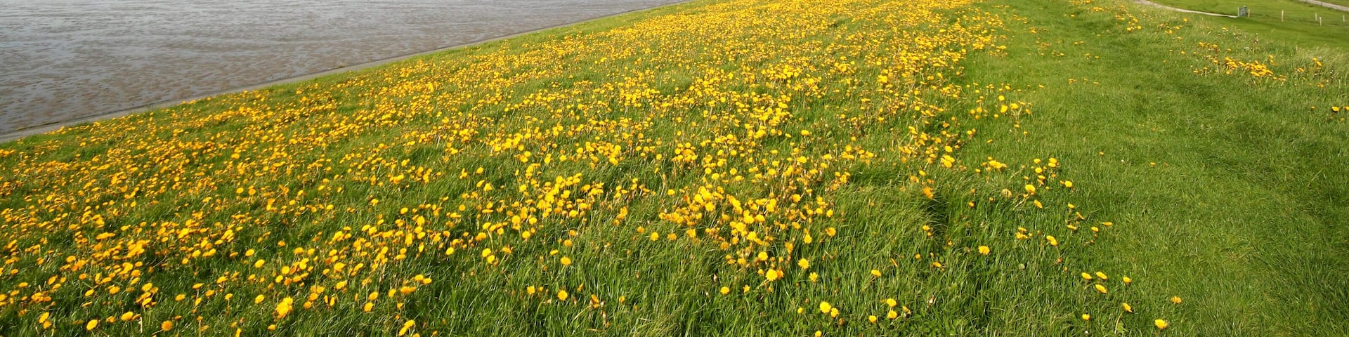 dandelions on dike, mudflat on the left, near bensersiel, germany, Shutterstock ID 153496007, Purchase Order: -