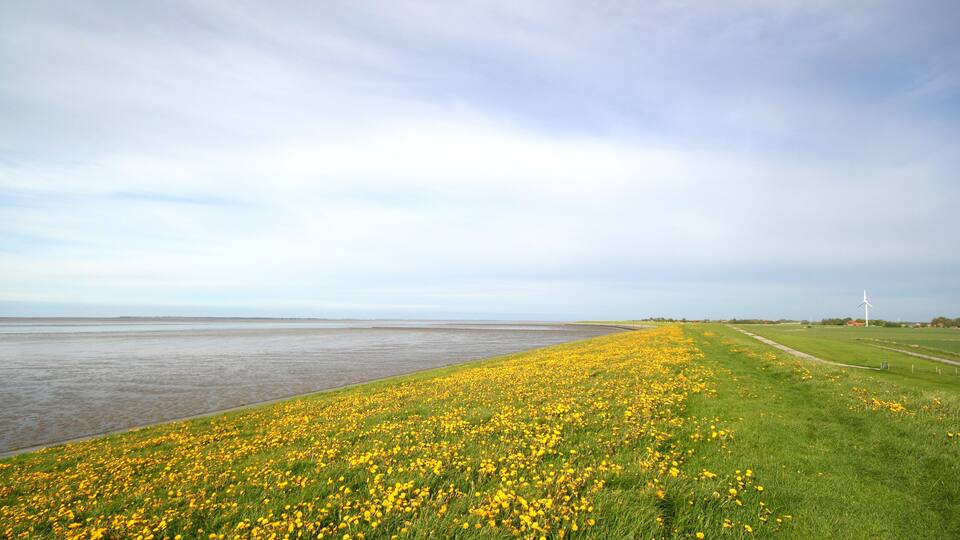 A coastal landscape with a field of yellow flowers, a beach, and a wind turbine in the distance.